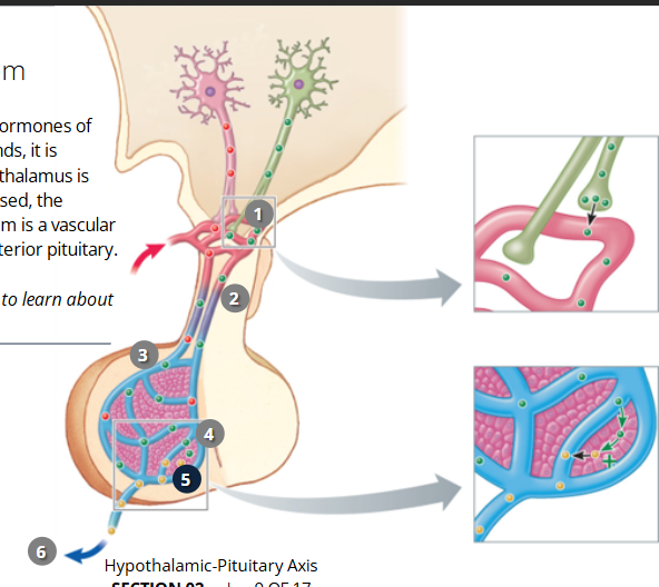 <p><span data-name="one" data-type="emoji">1⃣</span> Hypothalamus ➔<br><span data-name="two" data-type="emoji">2⃣</span> Hypothalamic capillaries ➔<br><span data-name="three" data-type="emoji">3⃣</span> Portal vessels ➔<br><span data-name="four" data-type="emoji">4⃣</span> Anterior pituitary capillaries ➔<br><span data-name="five" data-type="emoji">5⃣</span> Hormone release ➔<br><span data-name="six" data-type="emoji">6⃣</span> Vein ➔ Body circulation</p>