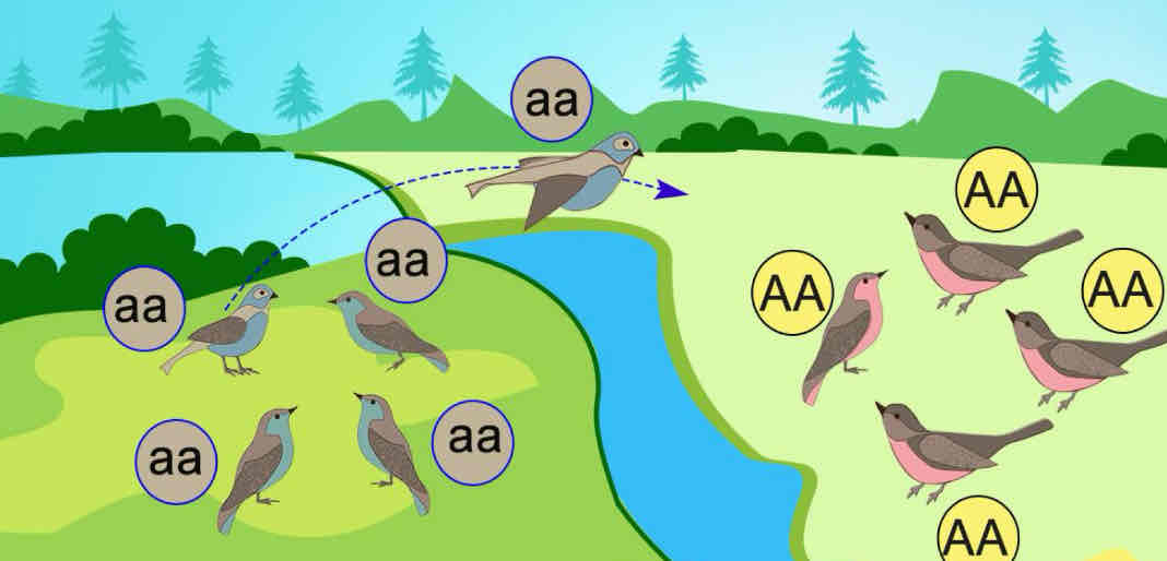 <p><span>&nbsp;“The exchange of genes between two populations”</span></p>
