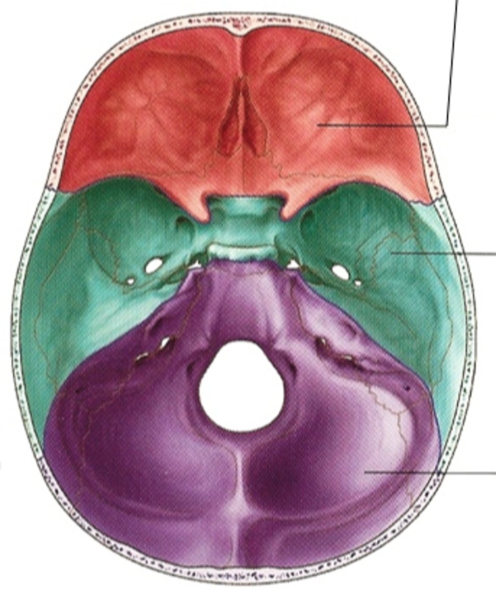 <p>structure</p><p>floor of the cranial cavity, bottom part (hand flat on the inside)</p>