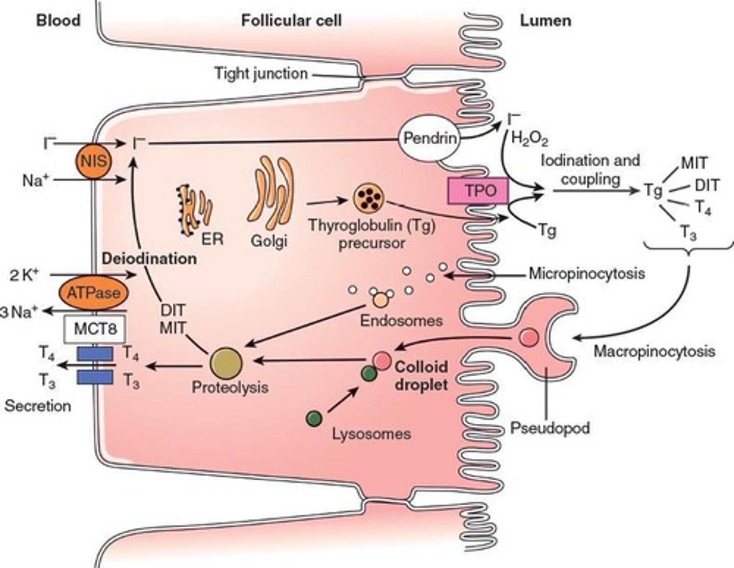 <p>Follicular cells phagocytize thyroglobulin-laden colloid, and lysosomes break it down to release T3 and T4.</p>
