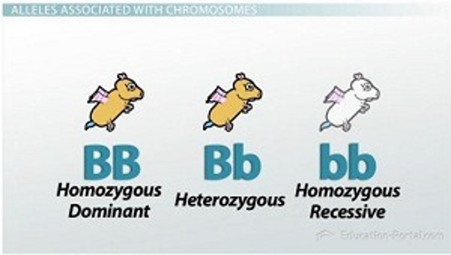 <p>Heterozygous - Two different alleles (Aa)<br>Homozygous - Two same alleles (AA or aa)</p>