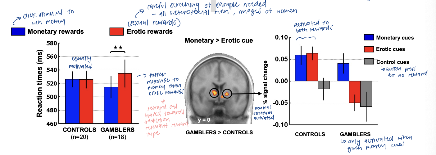 <p><span style="color: purple;"><span>**winning money = addiction relevant reward</span></span></p><p><span style="color: rgb(0, 0, 0);"><span>task: response time to earn monetary reward or sexual reward</span></span></p><ul><li><p>men w gambling disorder: IMBALANCED response to gambling-related ($) vs natural (sexual) rewards </p><ul><li><p>gamblers: faster response to money than erotic rewards → reward sys BIASED toward addiction relevant rewards </p></li><li><p>control: no diff</p></li><li><p>SAME pattern in ventral striatum response </p><ul><li><p>controls: activated to both rewards</p></li><li><p>gamblers: only activated when given money cues </p></li></ul></li></ul></li><li><p>reward repertoire shrinks to only target of addiction vs HC w many diff things we get reward from </p></li><li><p>both reward deficiency and incentive salience happening ?? </p></li></ul><p></p>
