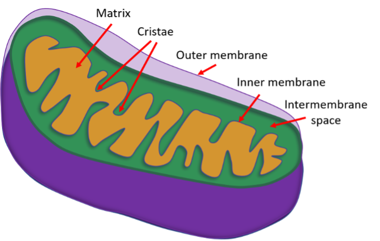 <p>the matrix is inside the inner membrane, the folding of the inner membrane called cristae creates the intermembrane space</p>