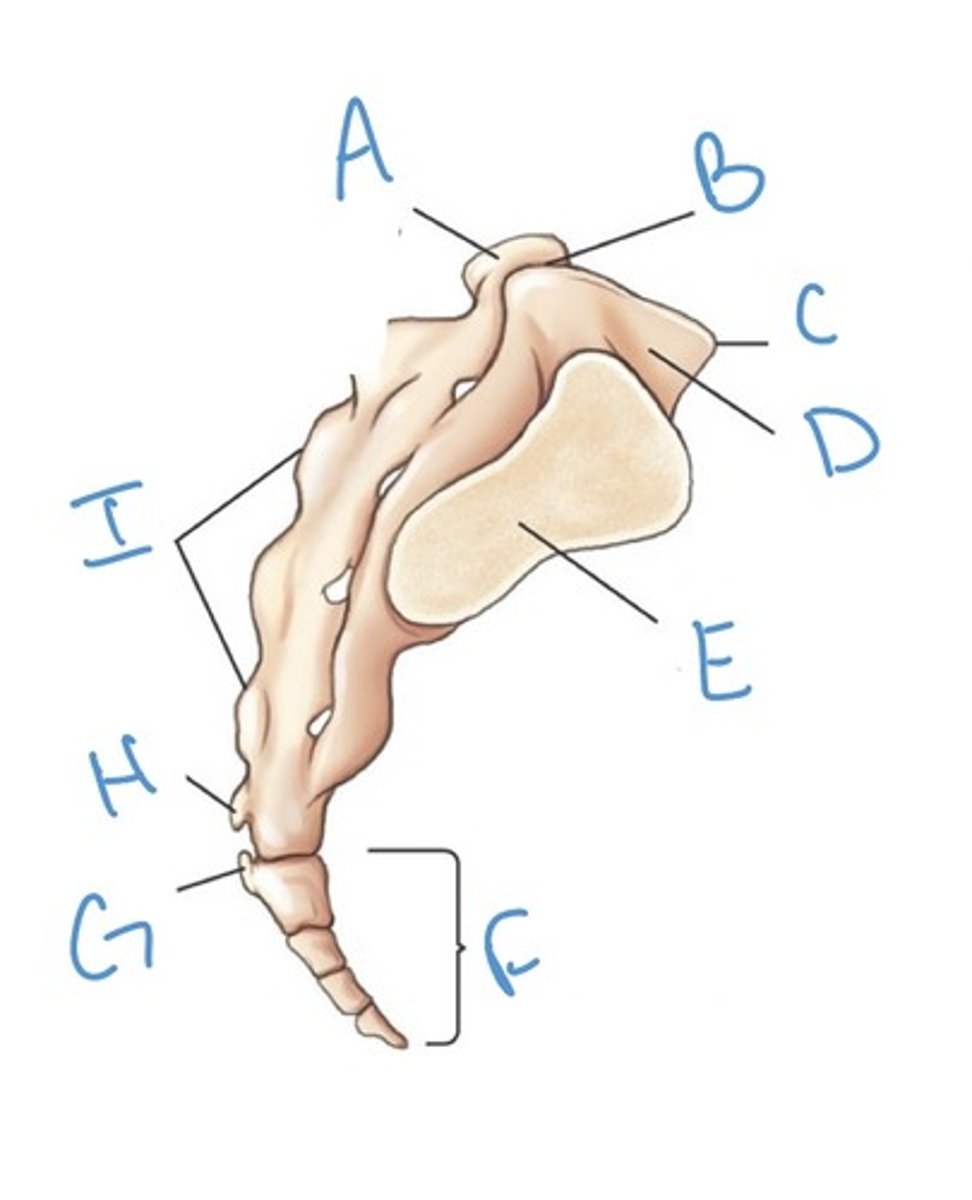 <p>Label the anatomy indicated by letter C:</p>