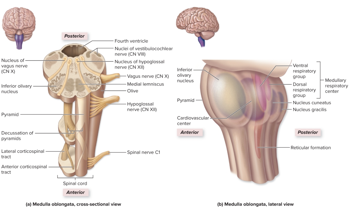 <p>Medulla Oblongata</p>