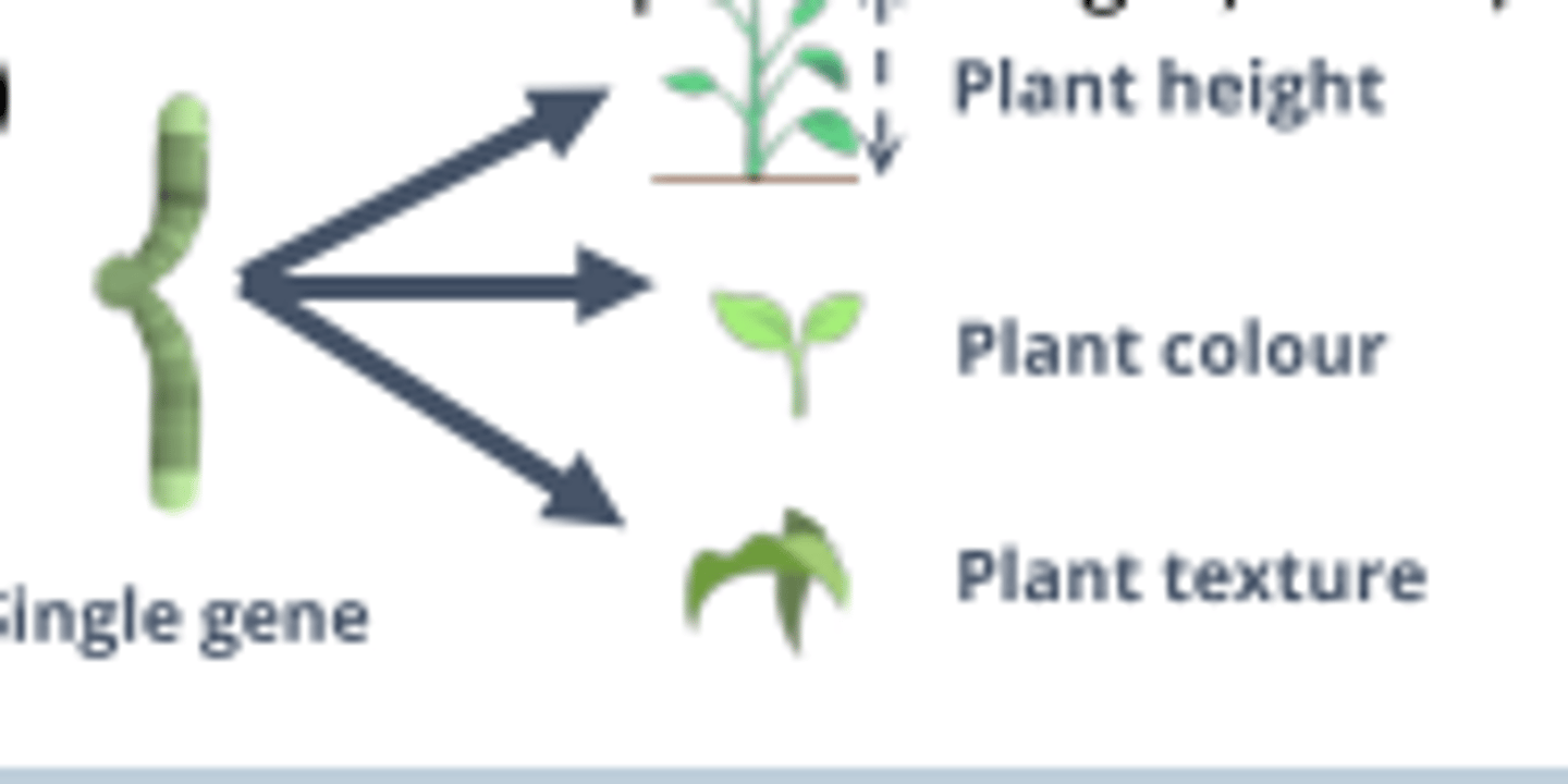 <p>A condition where a single gene controls the expression of multiple phenotypic traits.</p>