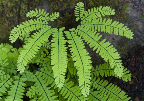 <p>Maidenhair fern</p>