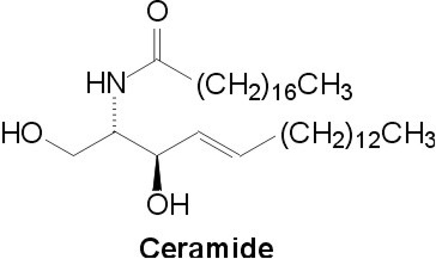 <p>- 2 long hydrophobic chains</p><p>- Structurally similar to diacylglycerol (DAG) in hydrophobic character</p>