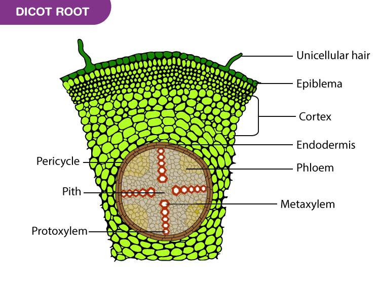 <p>(Your diagram should include)</p><p>Epidermis, cortex, endodermis, vascular cylinder (xylem, phloem)</p>