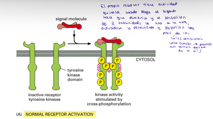 <ul><li><p>El propio receptor tiene actividad quinasa, está compuesto por dos monómeros.</p></li><li><p>Cuando se une el ligando, se dimerizan las subunidades y cada subunidad fosforila a la otra, activándose (se fosforilan las tirosinas).</p></li><li><p>El receptor podrá fosforilar otras proteínas y provocará un cambio dentro de la célula.</p></li></ul><p></p>