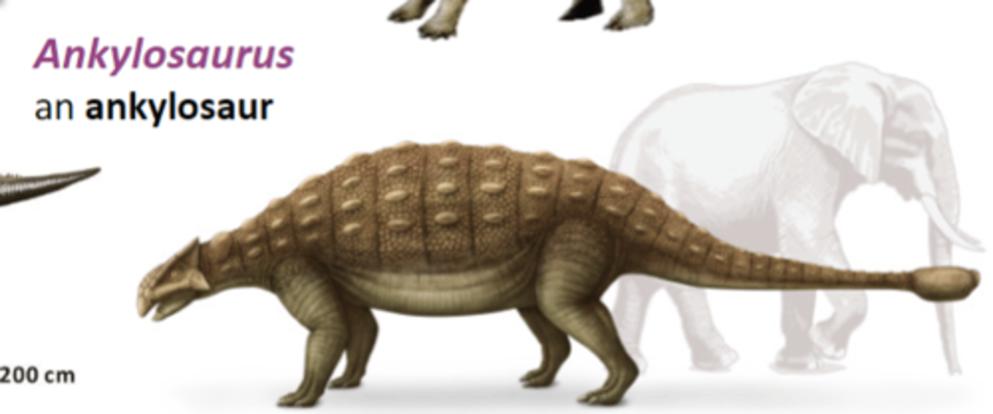<p>an ankylosaur</p>