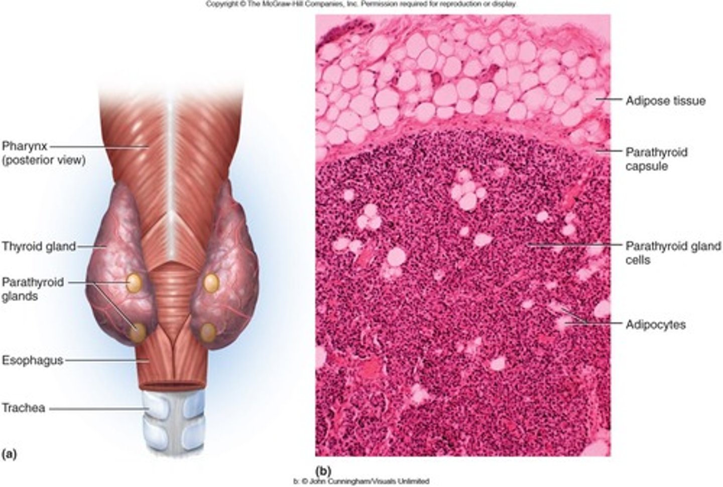 <p>Usually 4 glands located bilaterally on the posterior of the thyroid gland that produce parathyroid hormone.</p><p>- Raise blood Ca2+ levels</p>