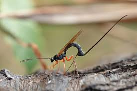<p>Ichneumonid wasps</p>
