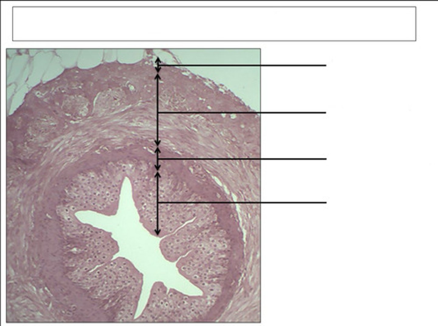<p>identify this organ</p>