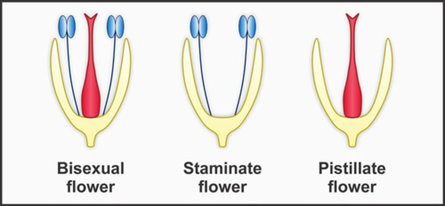 <p>Draw a pistillate flower</p>