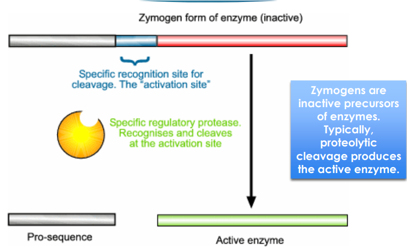 <ul><li><p><span><strong>inactive precursors</strong> of enzymes. Typically, <strong>proteolytic cleavag</strong>e produces the active enzyme</span></p><ul><li><p><span>So pretty much inactive enzyme that is activated by some sort of modification</span></p></li></ul></li></ul><p></p>