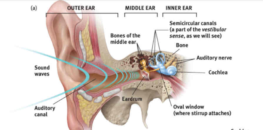 <p>How does transduction occur in the ear?</p>