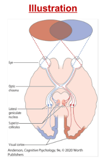 <ul><li><p>Information about the left side of the visual field goes to the right brain.</p></li><li><p>Information about the right side of the visual field goes to the left brain.</p></li></ul>