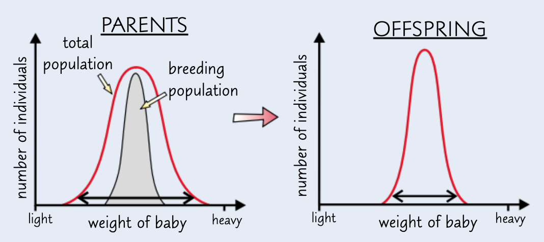 <ul><li><p>very small babies less likely to survive - difficulty maintaining body temp → these alleles less likely to be passed on</p></li><li><p>very large babies less likely to survive - difficulty in childbirth → these alleles less likely to be passed on</p></li><li><p><span>→ conditions most favourable for medium sized babies ∴ human birth weights stabilise towards the mean w/ less variations at the extremes</span></p></li></ul><p></p>