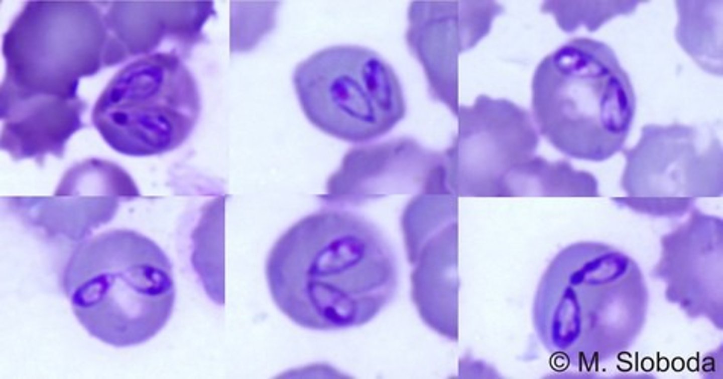 <p>appears in piroplasmas in signet ring</p>