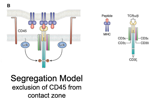<p>What is the segregation model?</p>