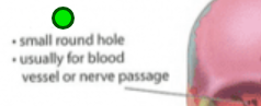 <p>Opening, h<span>ole. Nerves and blood vessels pass through. Ex. Vertebra, magnum; supraorbital; infraorbital; mental. </span></p>