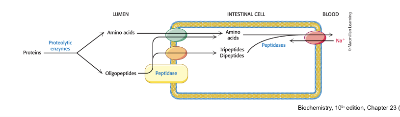 <p>are absorbed by the <strong>small intestine</strong></p><ul><li><p>free AA, dipeptides, and tripeptides are transported into the <strong>intestinal cells</strong></p></li><li><p>at <u>least 7</u> different transporters exist, each specific to a different group of AA</p></li><li><p>absorbed AA are released into the blood by a number of <strong>Na+-AA antiporters</strong></p></li></ul><p></p>