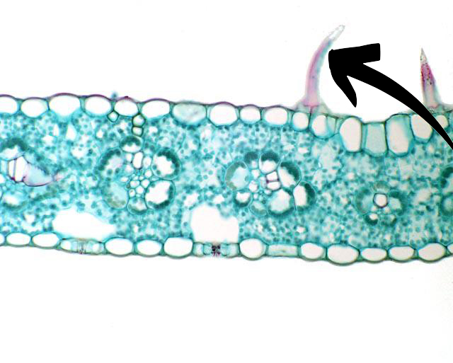 <p><span style="font-family: Times New Roman, serif">I epidermis kan ibland också dessa hår/körtelhår påträffas.</span></p>