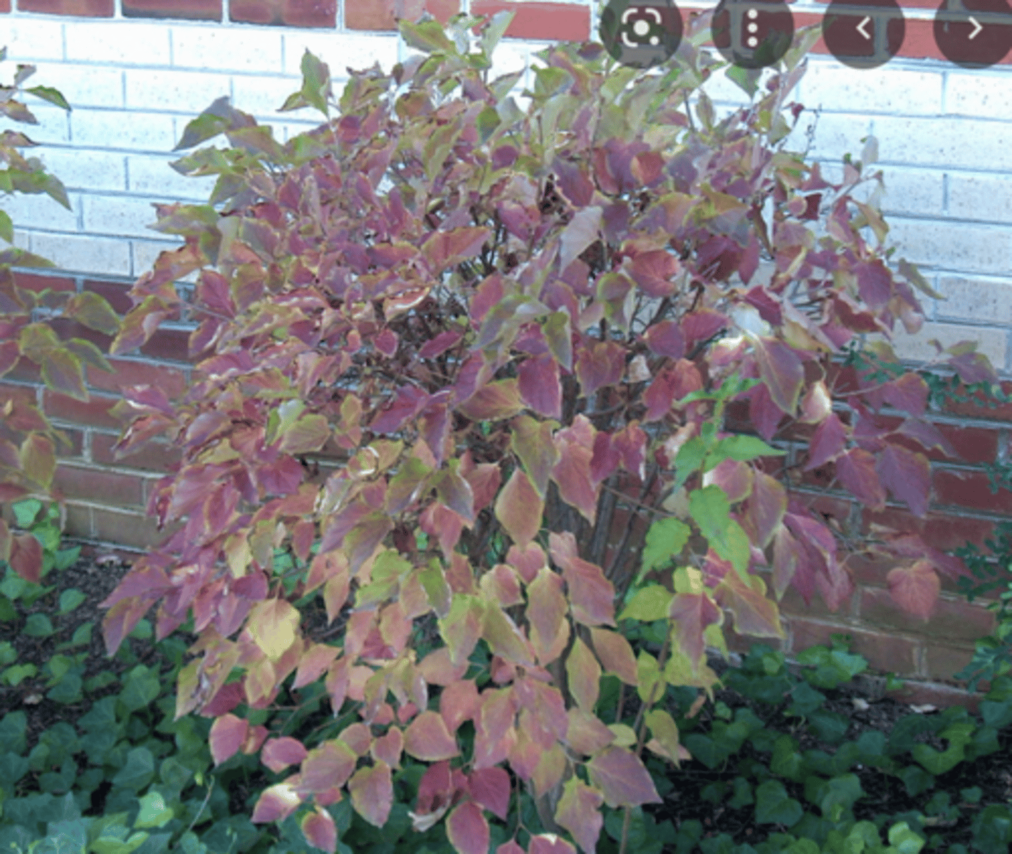 <p>burgundy fall foliage, globe shaped, light lilac flower color,</p>