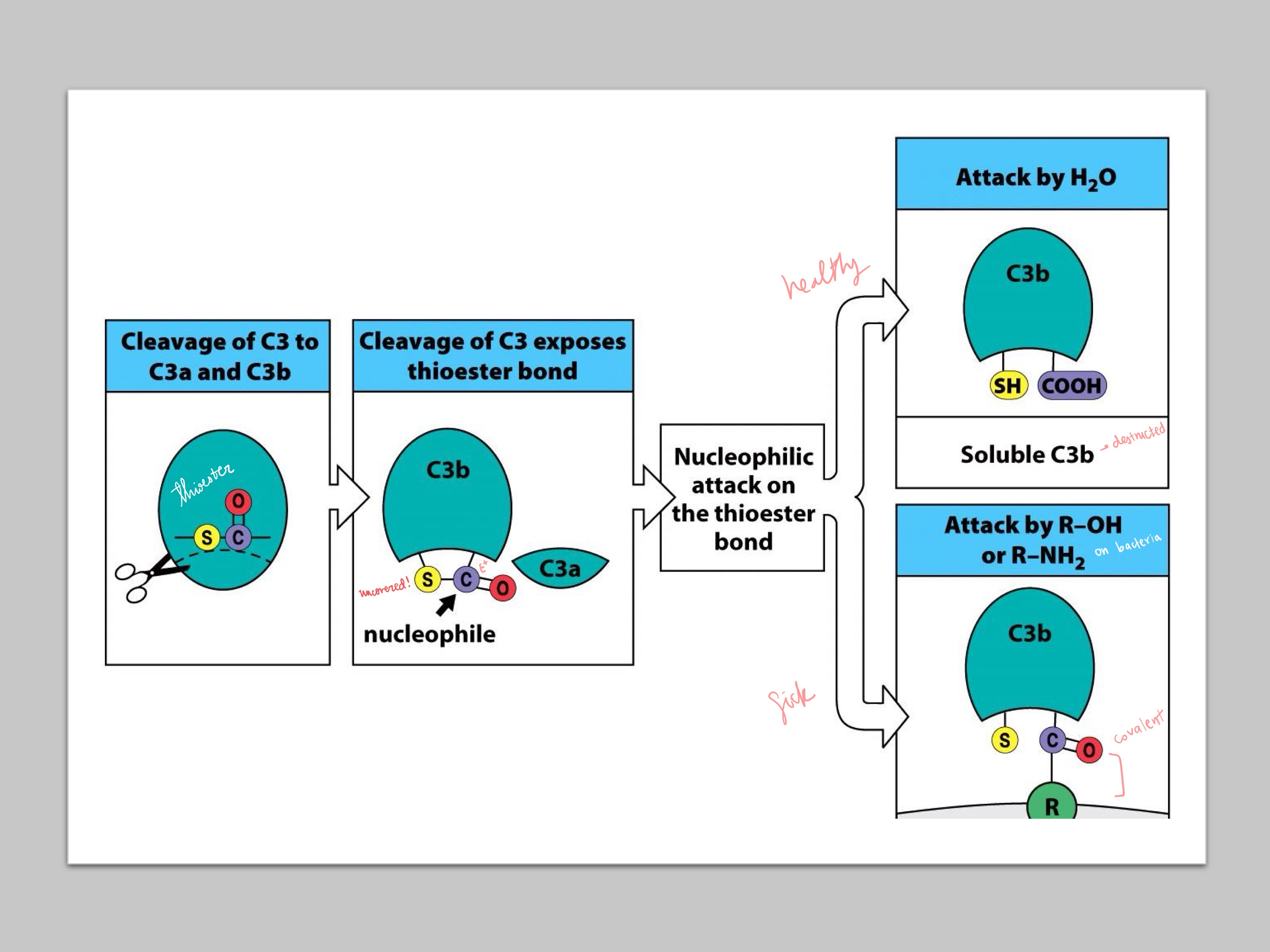 <p>Cleavage of C3 to C3b reveals a _, which is attacked by either _ (if healthy), or _ (if sick) from bacteria</p>