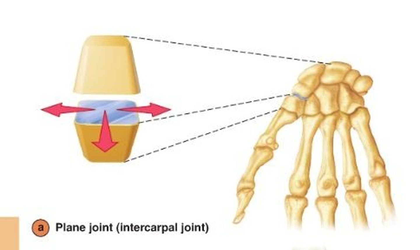 <p>in between the carpals of your wrist and the tarsals of ankles -- Glide across one another, provides a little bit of flexibility.</p>