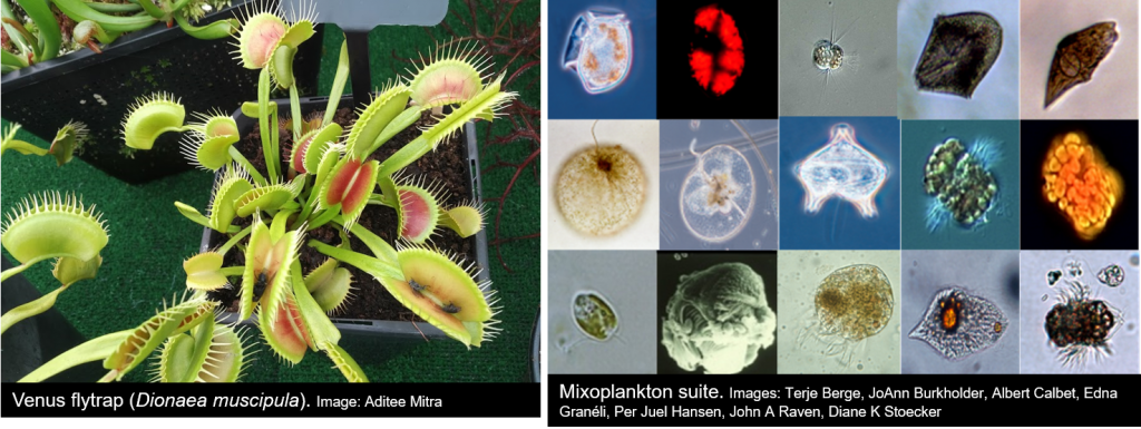 <p>Mixotrophs combine autotrophic and heterotrophic nutrition; So they can either produce their own food or consume other organisms when they need it.<br><br>The two types of mixotrophs are:</p><p><strong>Obligate Mixotrophs </strong>= Organisms that are obligated to use both methods (heterotrophic and autotrophic nutrition at all times) to survive</p><p></p><p><strong>Facultative Mixotrophs</strong> = Organisms that can switch between being autotrophs or heterotrophs based on the environmental conditions</p>