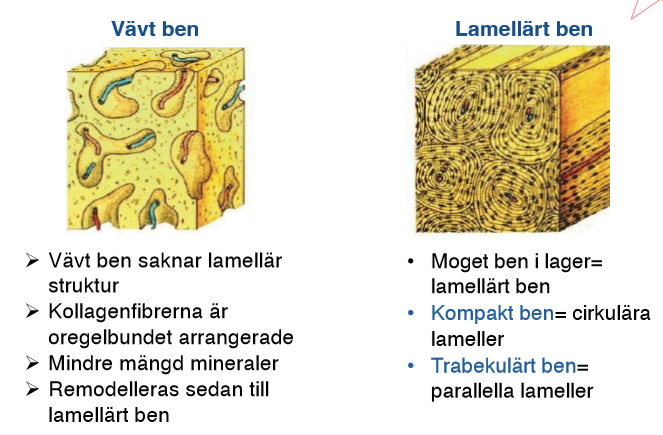 <p><span><strong>Vävt ben (primärt, omoget)</strong></span></p><ul><li><p><span>Är den första bentypen som bildas under</span><br><span>fosterutvecklingen och är även närvarande vid</span><br><span>frakturläkning. Kännetecknas av snabb</span><br><span>benbildning</span></p></li><li><p><span><u>Struktur</u></span></p><ul><li><p><span>kollagenfibrerna är slumpmässigt</span><br><span>arrangerade</span></p></li></ul></li><li><p><span><u>Mineralinnehåll</u></span></p><ul><li><p><span>låg mineralhalt jämfört med</span><br><span>lamellärt ben</span></p></li></ul></li></ul><p><span><strong>Lamellärt ben (sekundärt, moget)</strong></span></p><ul><li><p><span>Vävt ben remodelleras till lamellärt</span></p></li><li><p><span><u>Struktur</u></span></p><ul><li><p><span>kollagenfibrerna är regelbundet</span><br><span>arrangerade i benlager (benlameller).</span><br><span>Strukturen är högt organiserad</span></p></li></ul></li><li><p><span><u>Mineralinnehåll</u></span></p><ul><li><p><span>högre mineralhalt än vävt</span><br><span>ben</span></p></li></ul></li></ul><p></p>