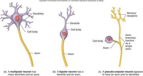 1. Multipolar: many dendrites with a single axon, usually motor neurons (Ex: most neurons in CNS)
2. Bipolar: one dendrite one axon, usually sensory neurons (Ex: retina of the eye and nose)
3. Pseudo-unipolar: a single process that divides into two branches, usually sensory neurons