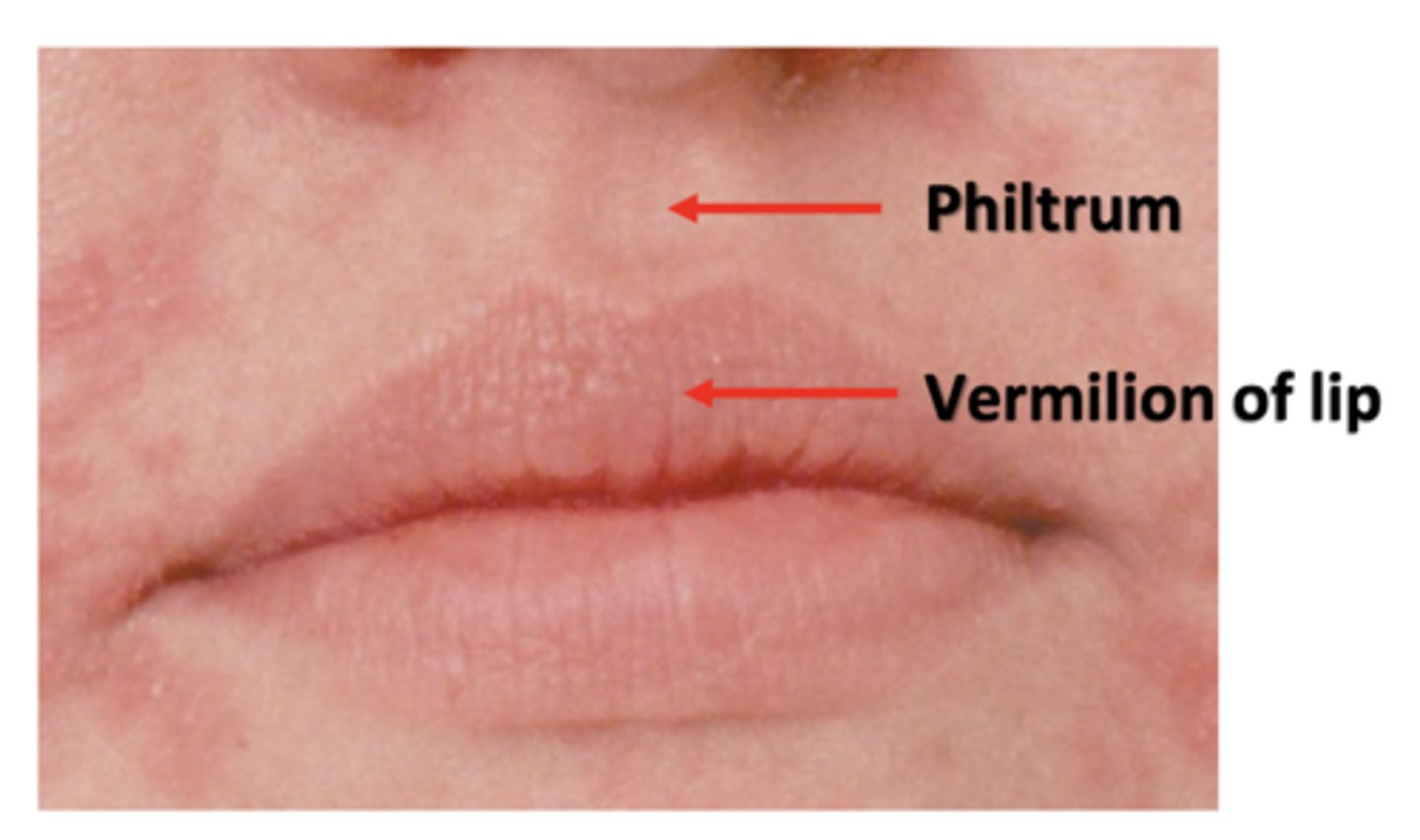 <p>lips</p>
