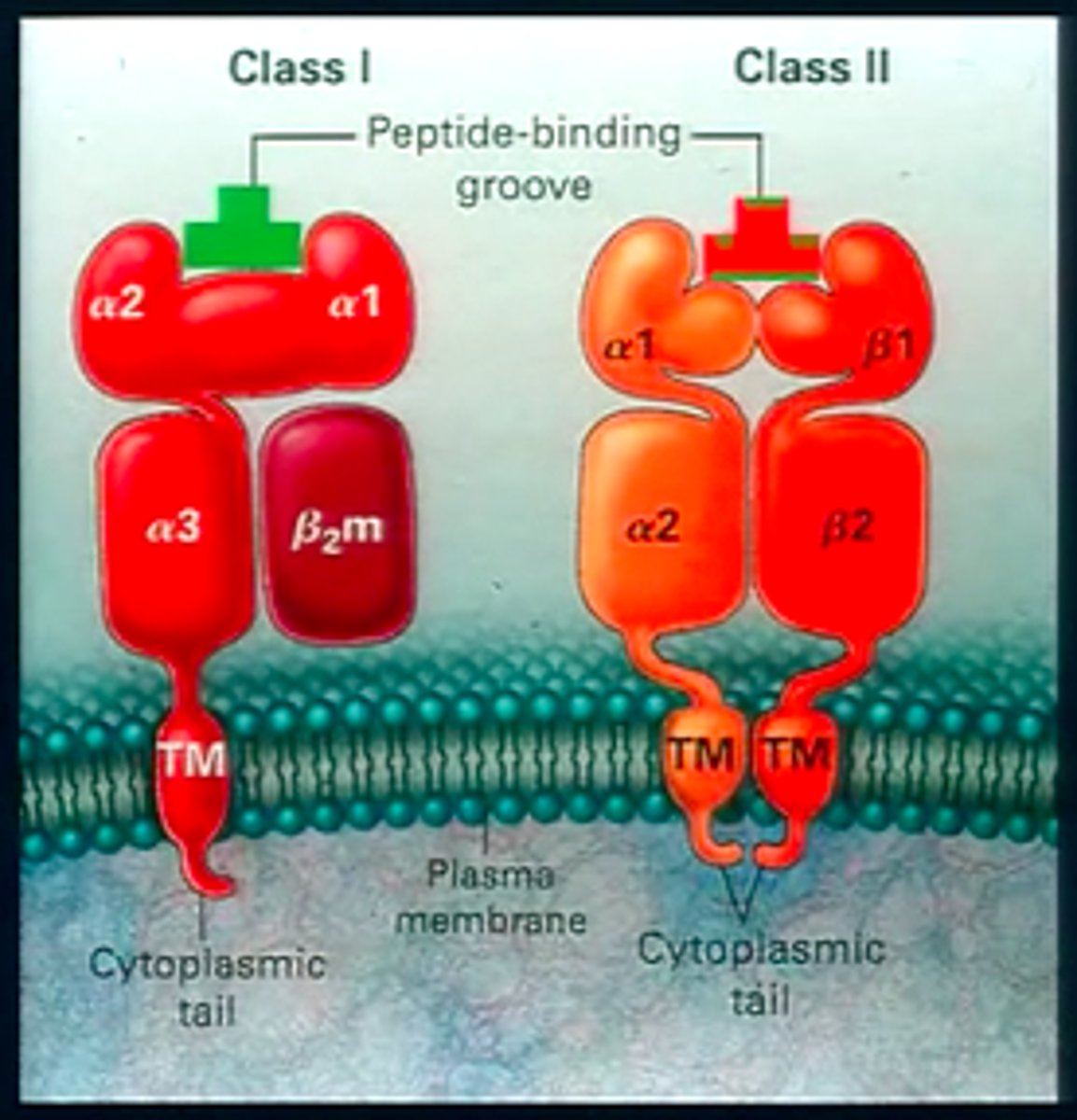 <p>An example of allele frequency in humans. HLA is a set of genes found on chromosome 6. Class I produces molecules sitting on the white blood cell surface to identify as self or class ii producing molecules that bring nonself antigens that signal an attack by a pathogen. If the genes of a donor and recipient aren't compatible, rejection.</p>