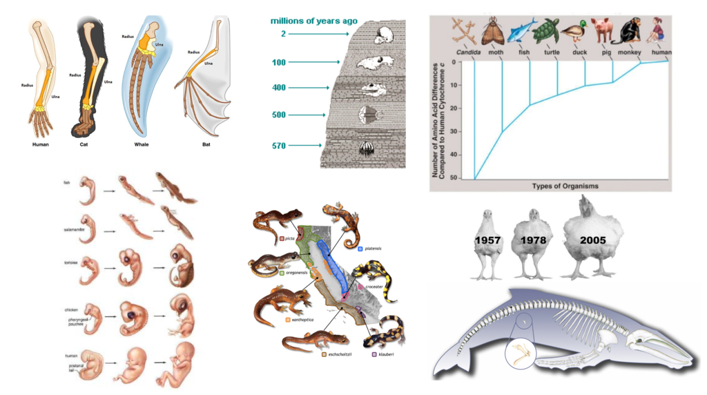 <p>fossils, anatomy, DNA, embryos</p>