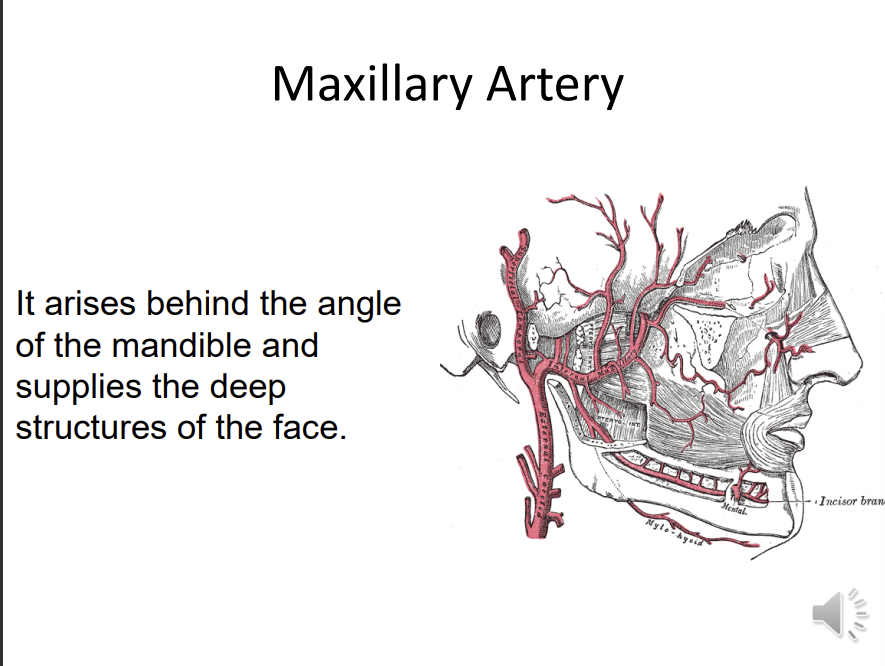 <p>arises behind the angle of the mandible</p><p>supplies the deep structures of the face</p><ul><li><p>branches of the external carotid artery</p></li></ul>