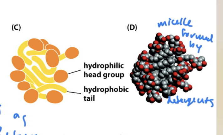 <ul><li><p>amphipathic molecules that are used to isolate lipids</p></li><li><p>can be ionic (fully charged) or non-ionic (polar)</p></li><li><p>remove phospholipids from the membrane’s bilayer</p></li><li><p>cause lipids to form micelles</p></li></ul><p></p>