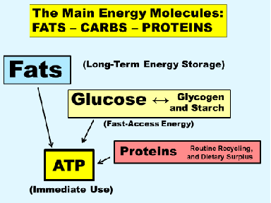 <p>What are the main energy molecules for kreb cycle and glycolysis ?</p>