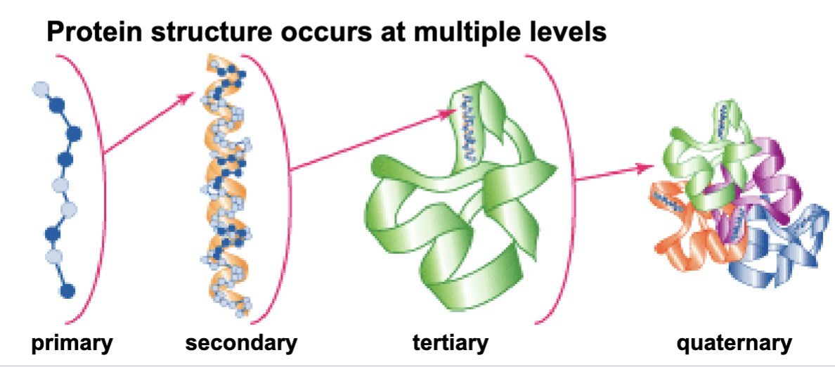 <p>primary, secondary, tertiary, and quartnernary</p>