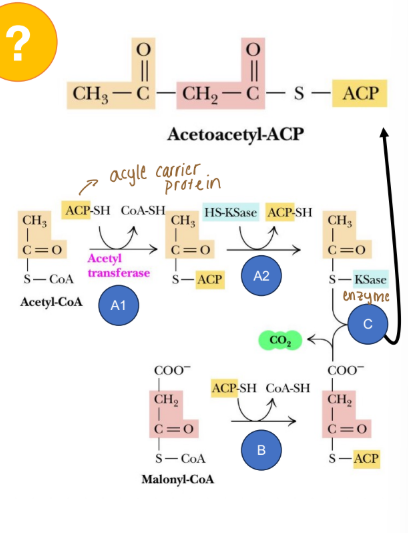 <p>What is the overall idea of fatty acid synthesis (works in conjunction with ACP)? </p>