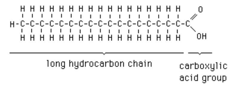 <p>hydrocarbon chain with a carboxyl group at one end; majority portion in lipids</p>