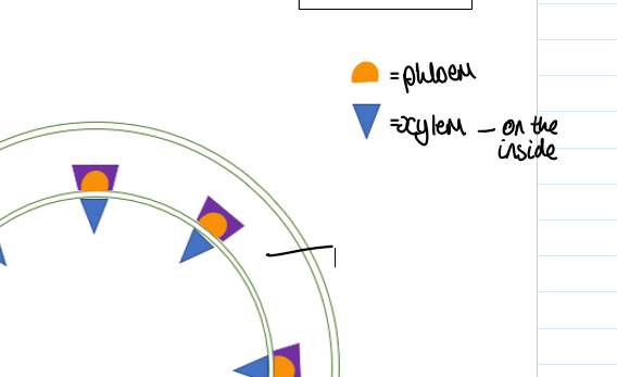 <p>what is the outer layer in the cross-section of a stem called</p>