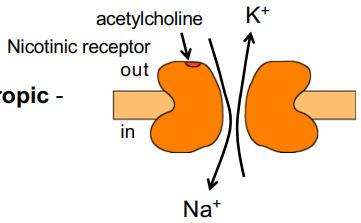 <p>What type of receptor does this image show?</p>