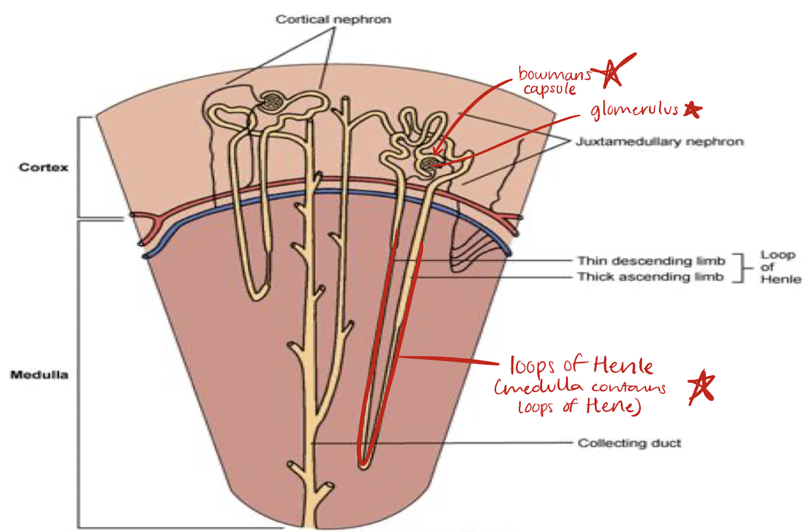 <ul><li><p><span style="color: yellow;">site of filtration</span> in kidneys</p></li><li><p><span style="color: yellow;">contains water, salts, glucose, urea, and amino acids</span></p></li></ul><p></p>