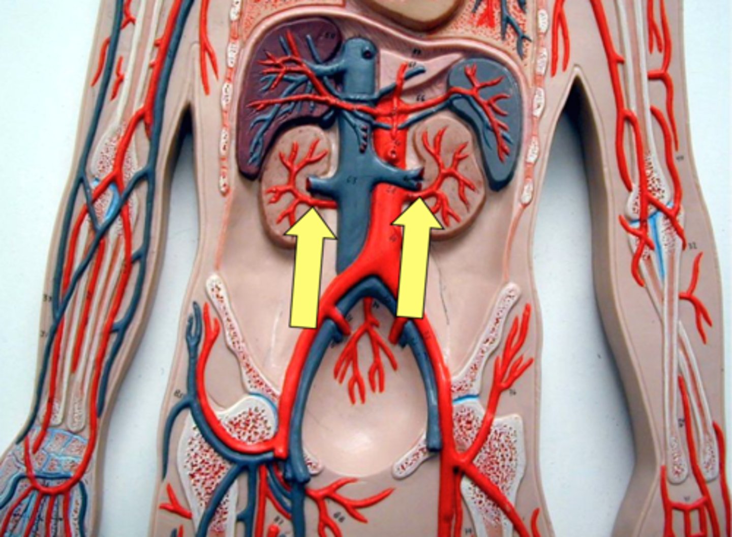 <p>Name this structure.</p>