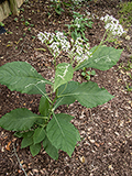 <p>Frostweed</p>