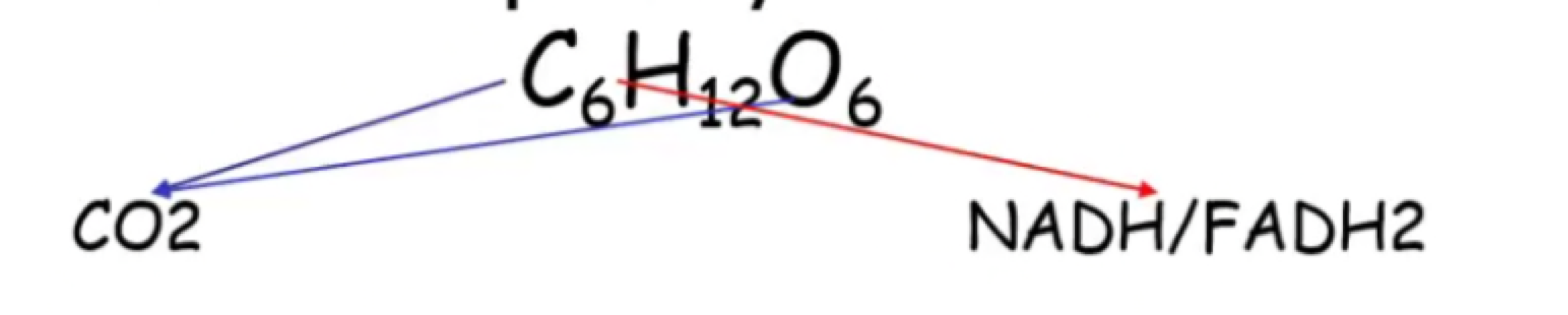 * FADH2 and NADH are holding all of the energy that was in the original glucose molecule. 