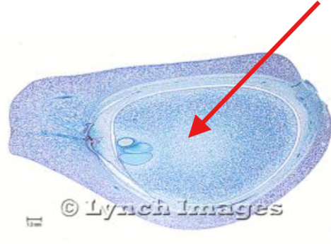 <p>What is being indicated on the Zamia Ovule?</p>